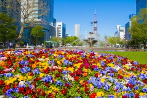 北海道札幌市の大通公園で「春の花壇」の写真